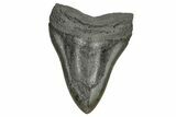Bargain, Fossil Megalodon Tooth - South Carolina #168019-2